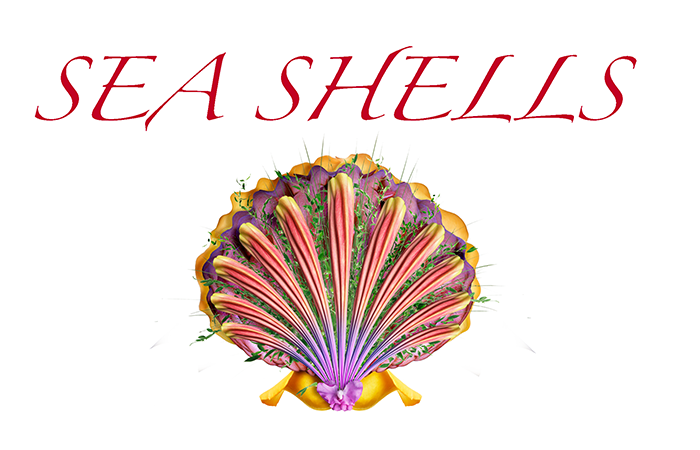 Shells